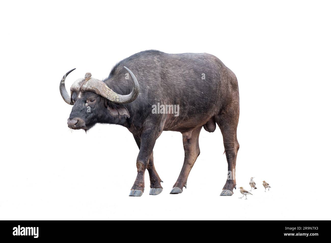 Ein Cape Buffalo, Syncerus Caffer, der eine Straße überquert. Vögel sind sichtbar. Isoliert auf weiß Stockfoto
