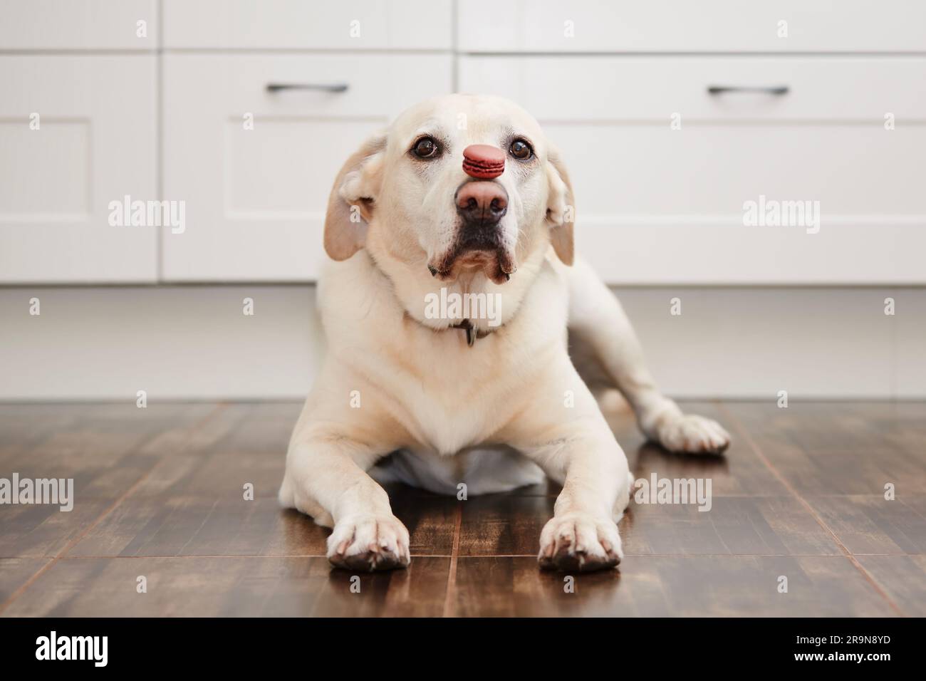 Komisches Porträt von labrador Retriever zu Hause. Hund, der französische Makronen auf seiner Schnauze in der Küche balanciert. Stockfoto
