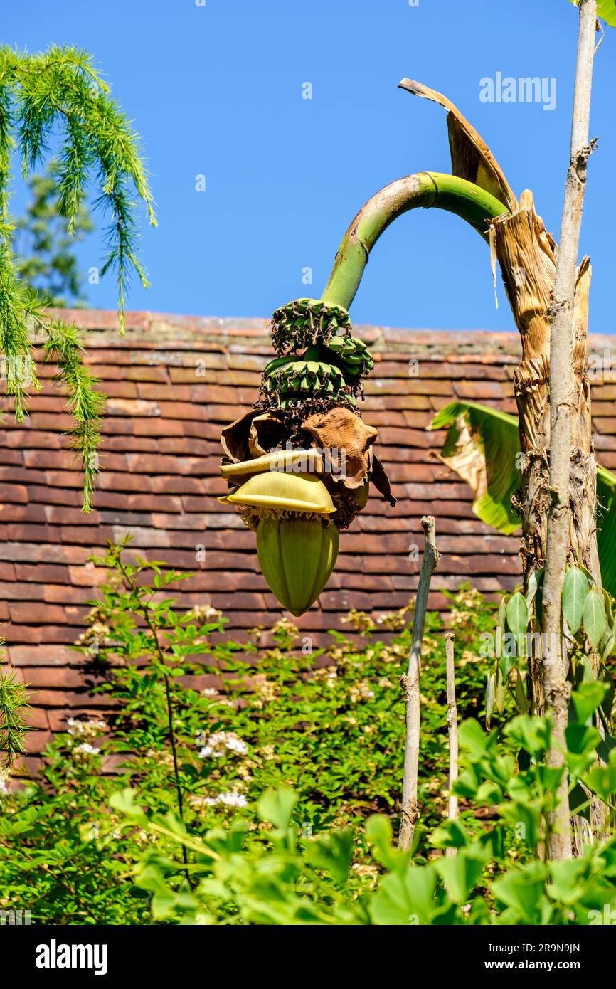 Blühende Bananenpalme mit kleinen Bündeln reifer Bananen, East Sussex, England, Vereinigtes Königreich Stockfoto