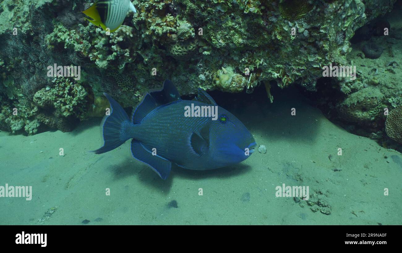 Nahaufnahme des Blauen Triggerfisches (Pseudobalistes fuscus), der tagsüber über über Sandboden in der Nähe von Korallen schwirrt, Rotes Meer, Safaga, Ägypten Stockfoto