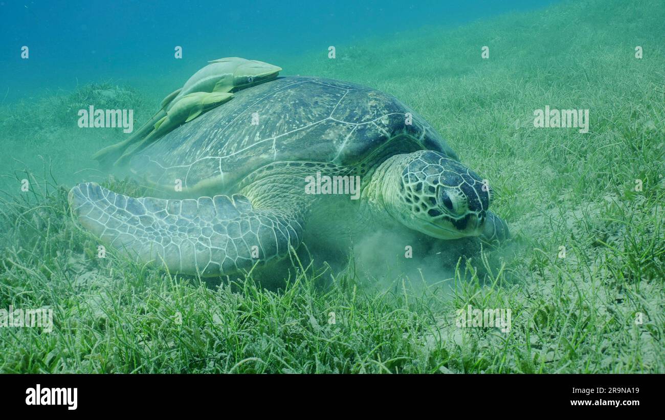 Nahaufnahme: Große grüne Meeresschildkröte (Chelonia mydas), die Rundblättrigen Seegras oder Noodle Seagrass (Syringodium Isoetifolium) auf Seegraswiesen, Two Re Stockfoto