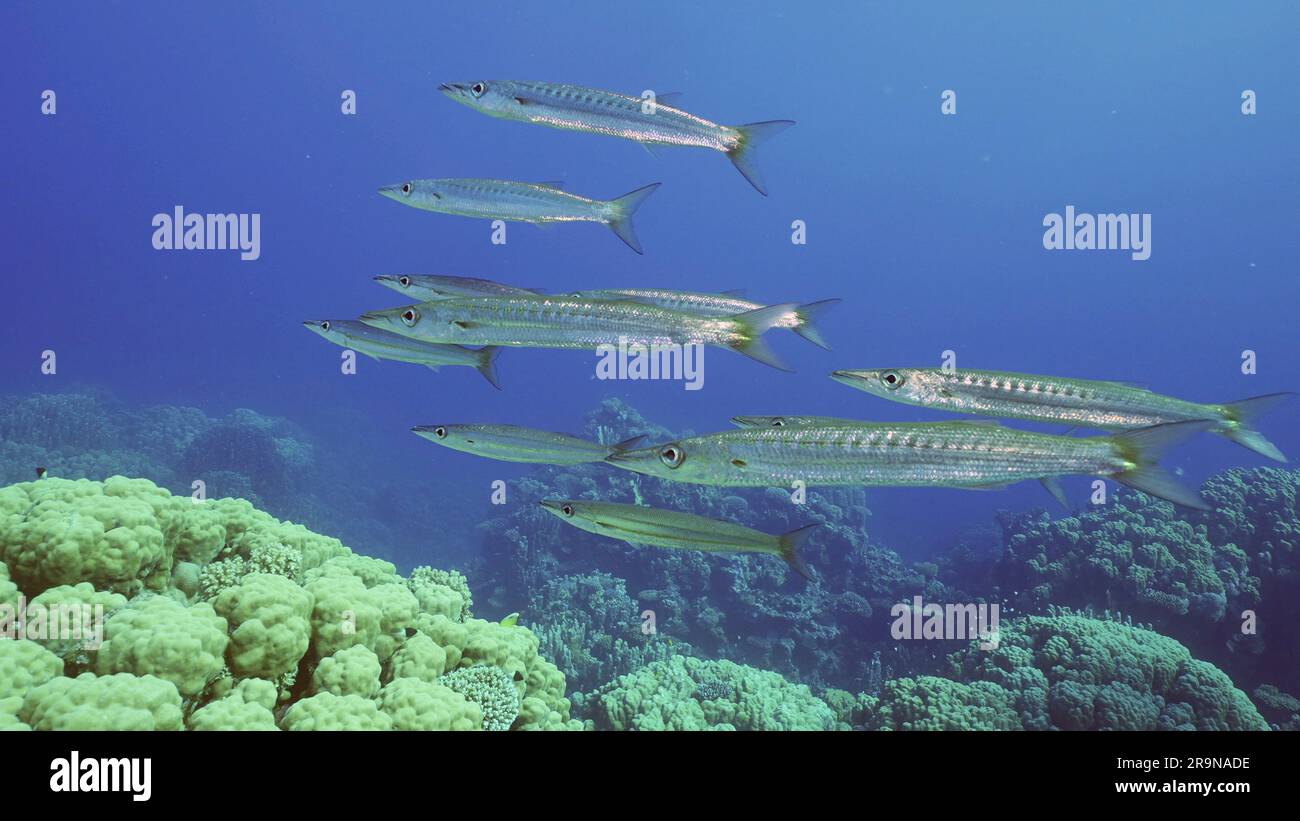 Eine Gruppe von Gelbschwanz-Barracuda (Sphyraena flavicauda) schwimmt tief über Korallengärten im blauen Wasser, Rotes Meer, Safaga, Ägypten Stockfoto