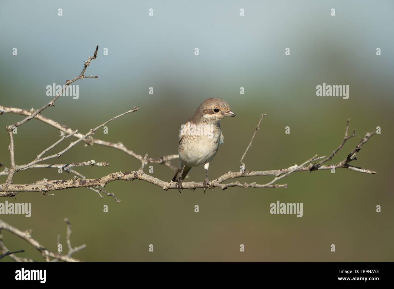 Ein kleiner Vogel sitzt auf dem knorpeligen Ast eines Baumes in seinem natürlichen Lebensraum Stockfoto