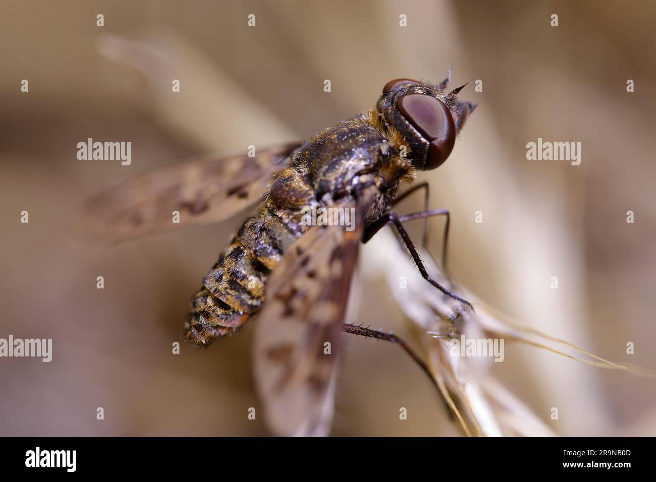 Exoprosopa fascipennis ist eine Art von Bienenfliege in der Familie der Bombyliidae. Die Larven sind Ektoparasiten solitärer Wespenlarven. Stockfoto