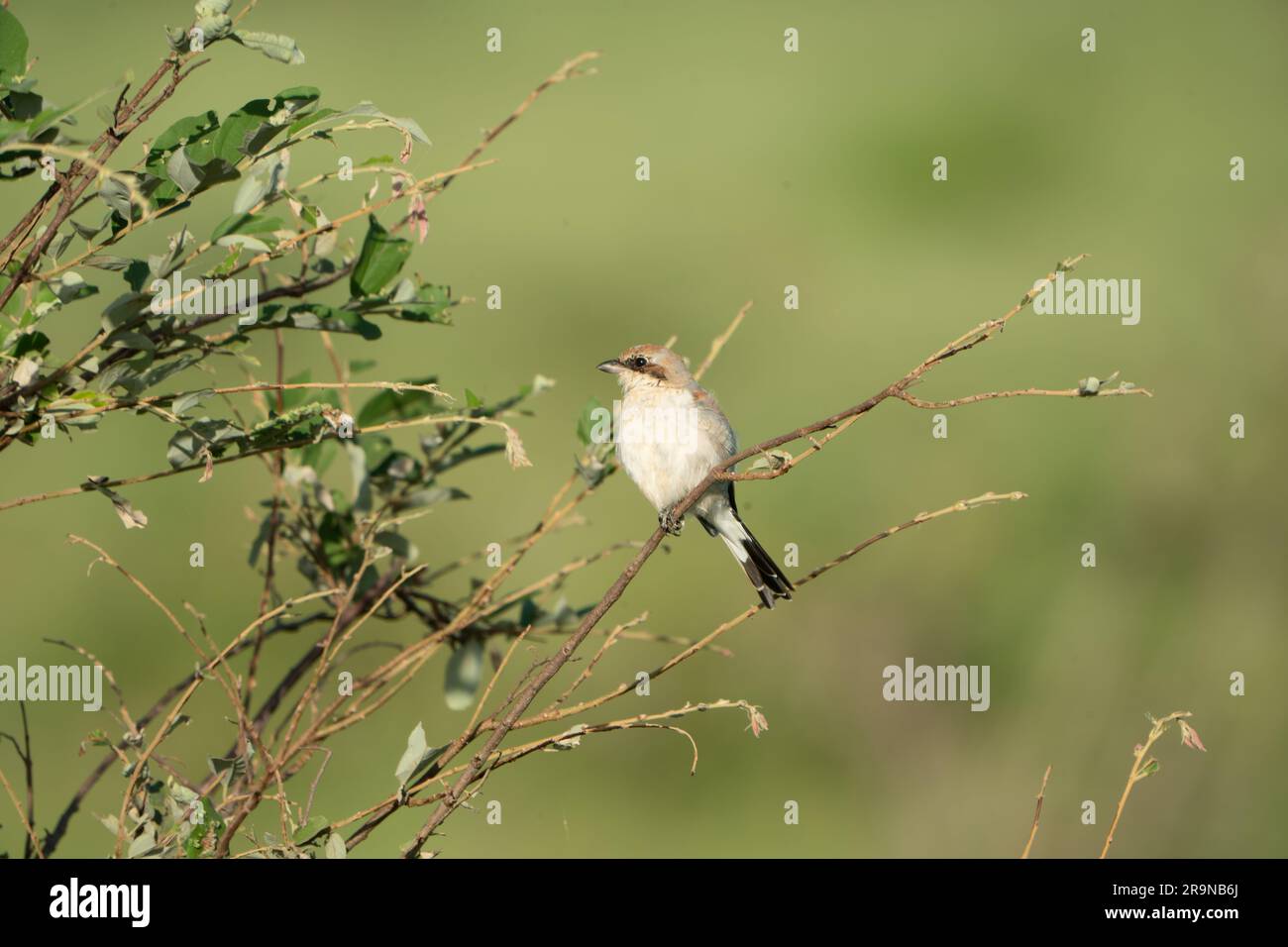Ein kleiner Vogel sitzt auf dem knorpeligen Ast eines Baumes in seinem natürlichen Lebensraum Stockfoto