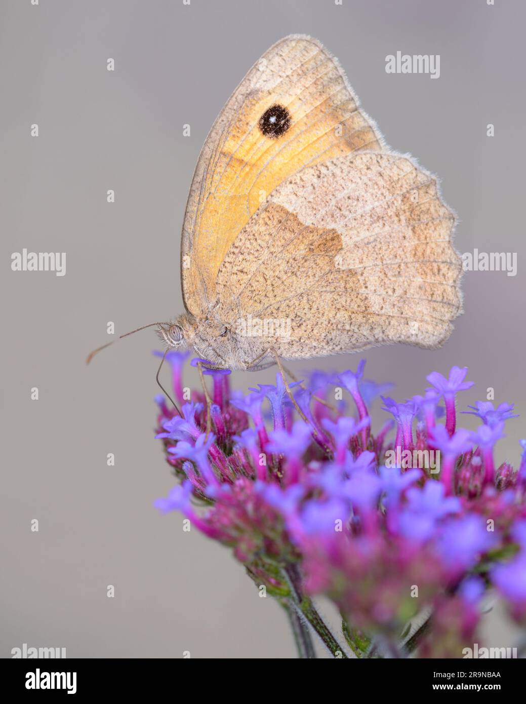 Wiese Brauner Schmetterling - Maniola jurtina - saugt Nektar mit seinem Stamm aus der Blüte der Pfirsich-Spitze Vervain - Verbena bonariensis Stockfoto
