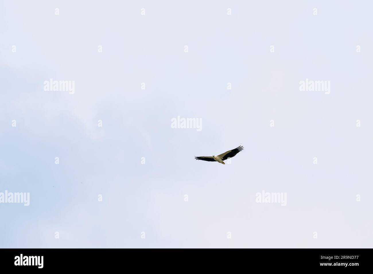 Der majestätische Weißbauch-Seeadler, der hoch aufsteigt. Weißbauchseeadler, Weißbrustseeadler auf blauem Himmel. Greifvogel fotografiert Stockfoto