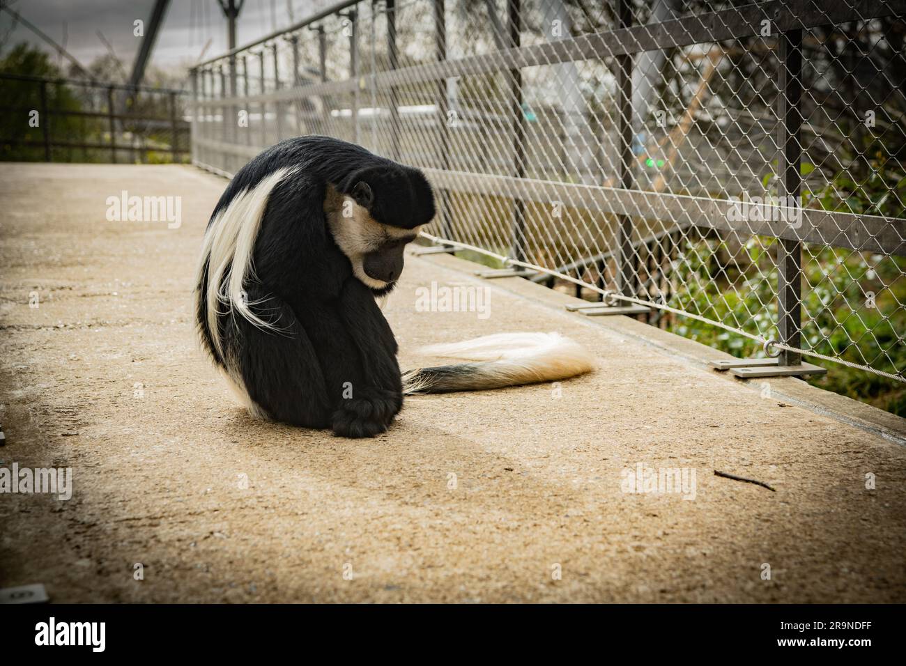 Trauriger Zoo-Primat Stockfoto