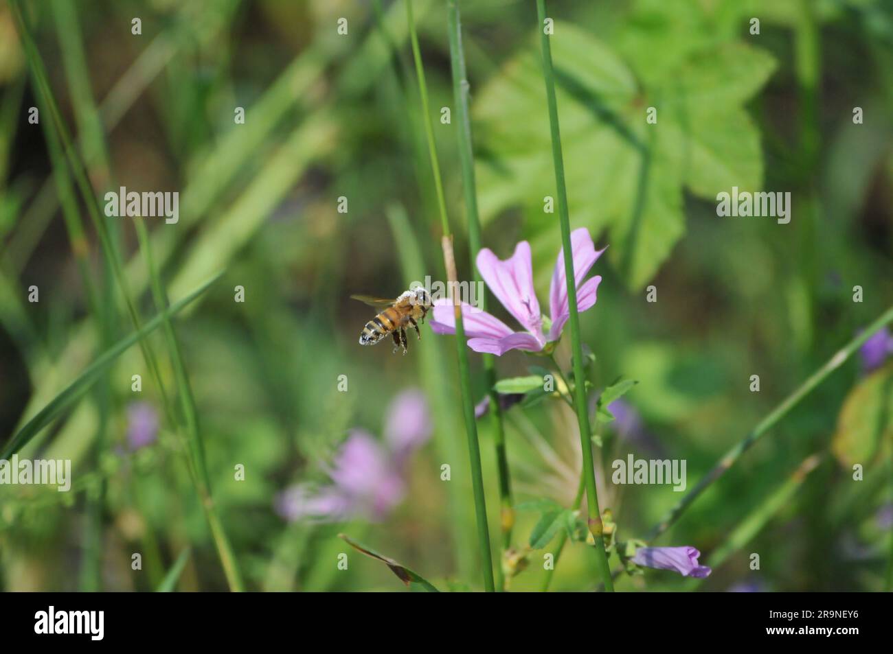 Insektenbestäubung von Blüten Stockfoto