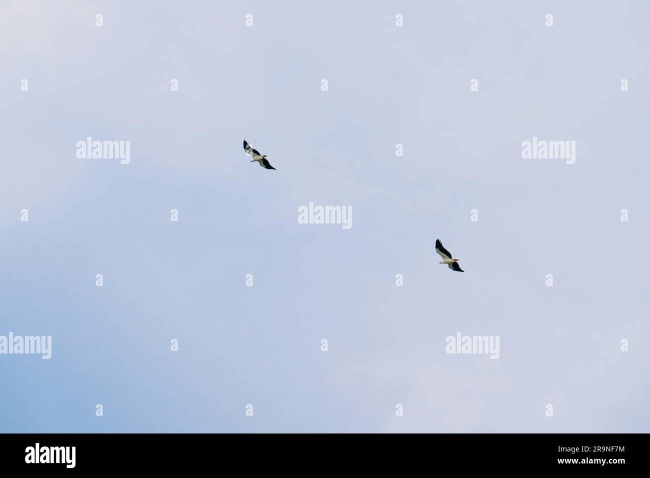 Der majestätische Weißbauch-Seeadler, der hoch aufsteigt. Weißbauchseeadler, Weißbrustseeadler auf blauem Himmel. Greifvogel fotografiert Stockfoto