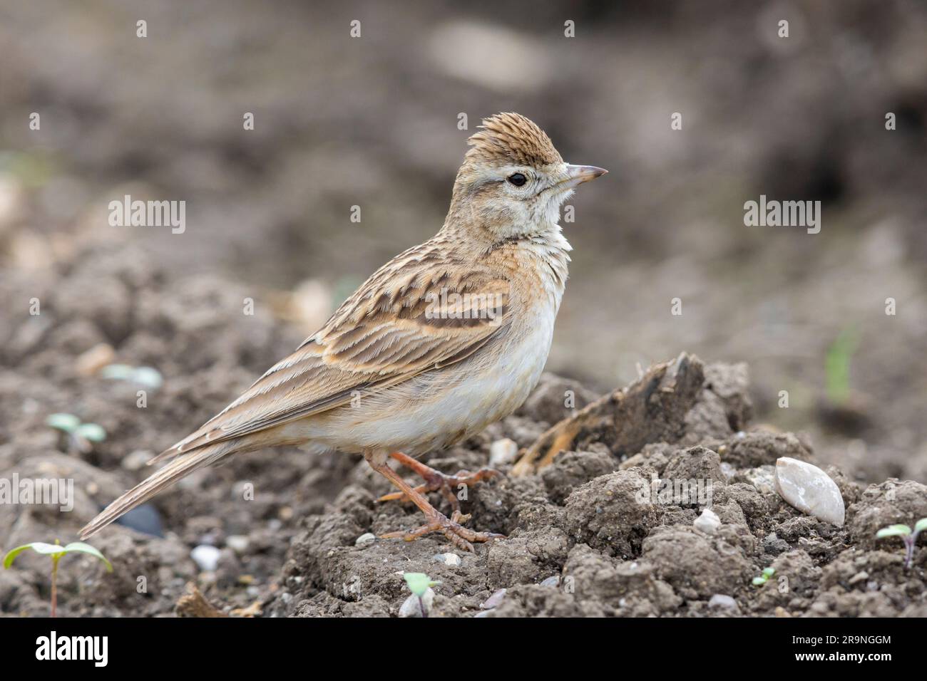 Grosser Kurzzehenpark (Calandrella brahydactyla), Seitenansicht eines auf dem Boden stehenden Erwachsenen, Kampanien, Italien Stockfoto