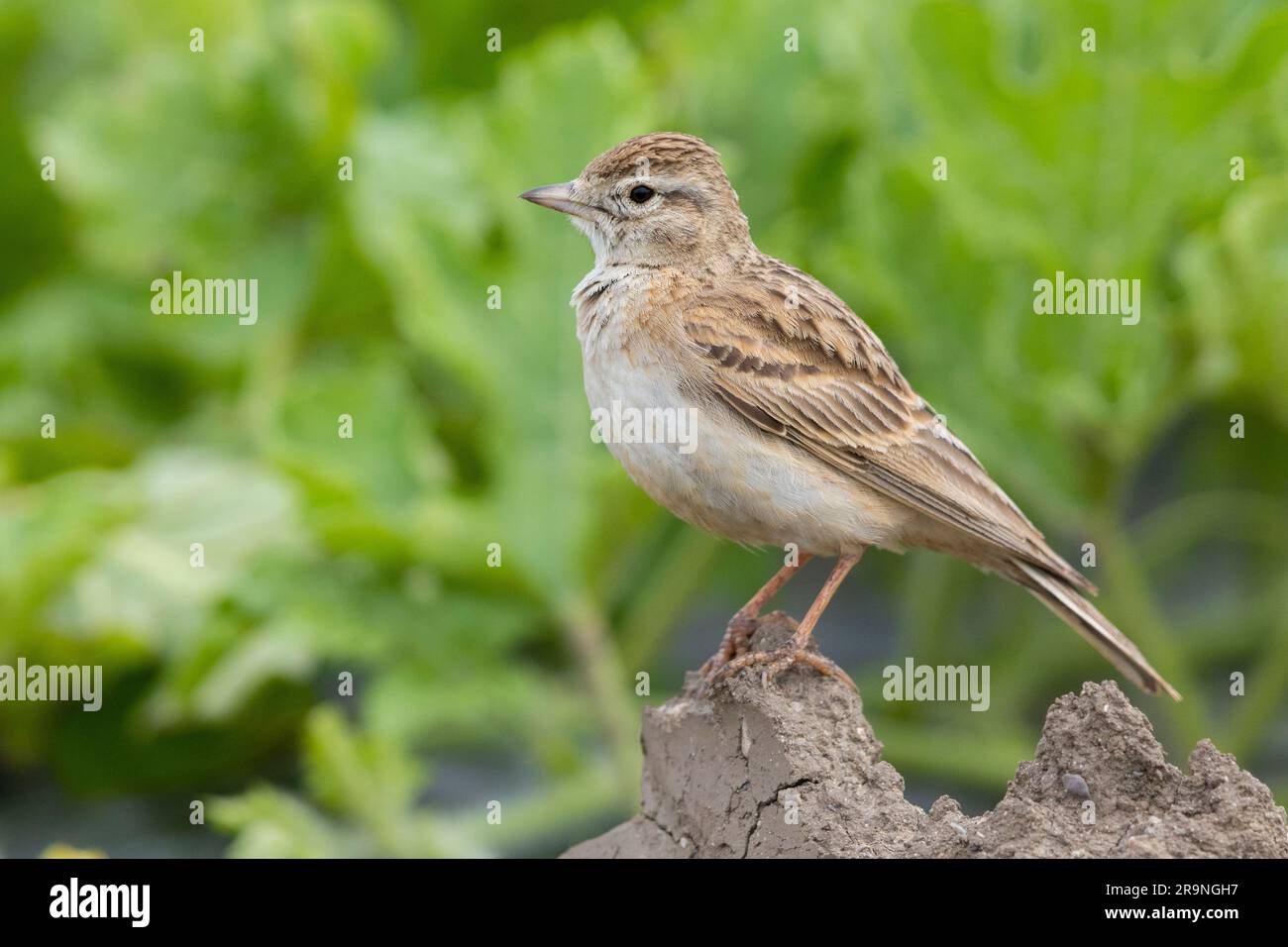 Grosser Kurzzehenpark (Calandrella brahydactyla), Seitenansicht eines auf dem Boden stehenden Erwachsenen, Kampanien, Italien Stockfoto