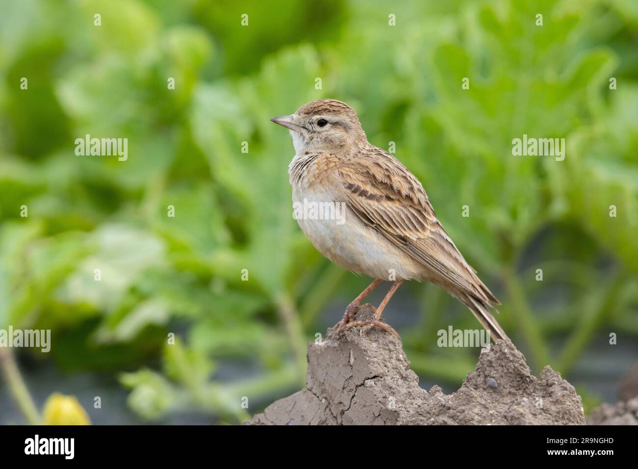 Grosser Kurzzehenpark (Calandrella brahydactyla), Seitenansicht eines auf dem Boden stehenden Erwachsenen, Kampanien, Italien Stockfoto