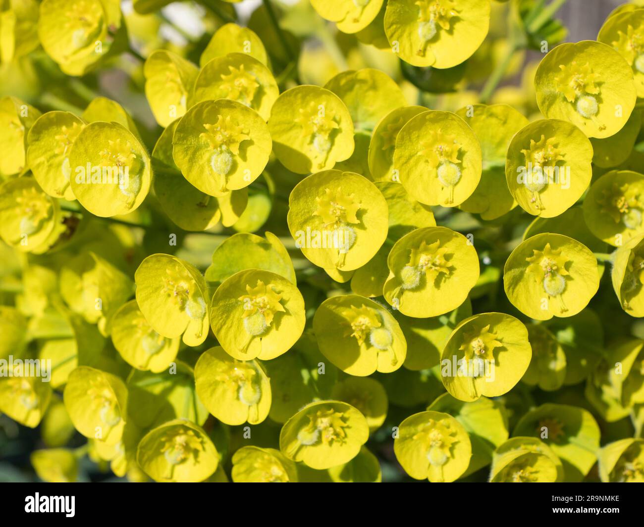 Diese Euphorbia Wulfenii veranstaltet jedes Jahr eine feine Show in unserem Garten. Diese beliebte, sonnenliebende Blume hat aufrecht stehende Stämme, die mit Flöten bedeckt sind Stockfoto