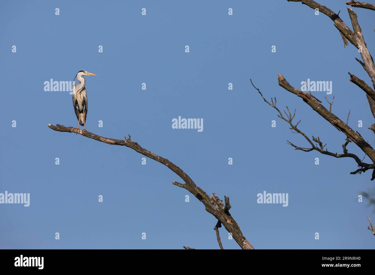 Graureiher, Grau-Reiher, Fischreiher, Reiher, Ardea cinerea, Graureiher, Graureiher, Héron Zendré Stockfoto