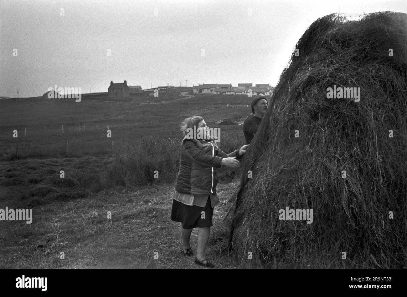 Crofting Shetland Islands. Crofters, Mann und Frau, die einen Heustapel bauen. Neue Ölindustrie Häuser auf dem Hügel in der Ferne. Shetlands Festland, Shetland Islands, Schottland, ca. 1979. UK 1970S HOMER SYKES Stockfoto