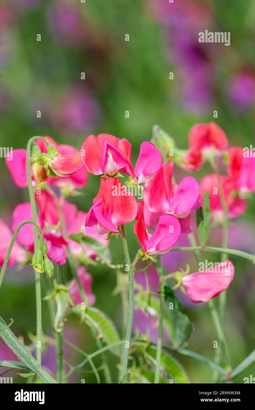 Sweet Pea Prince Edward von York, Lathyrus odoratus, Prince Edward von York, Old Fashioned Sweet Pea, Lachs Standard, blassrote Flügel Stockfoto