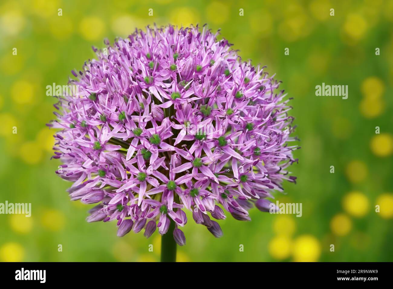 Lila Allium Blume Nahaufnahme vor dem grünen gelben Bokeh im Frühling Stockfoto