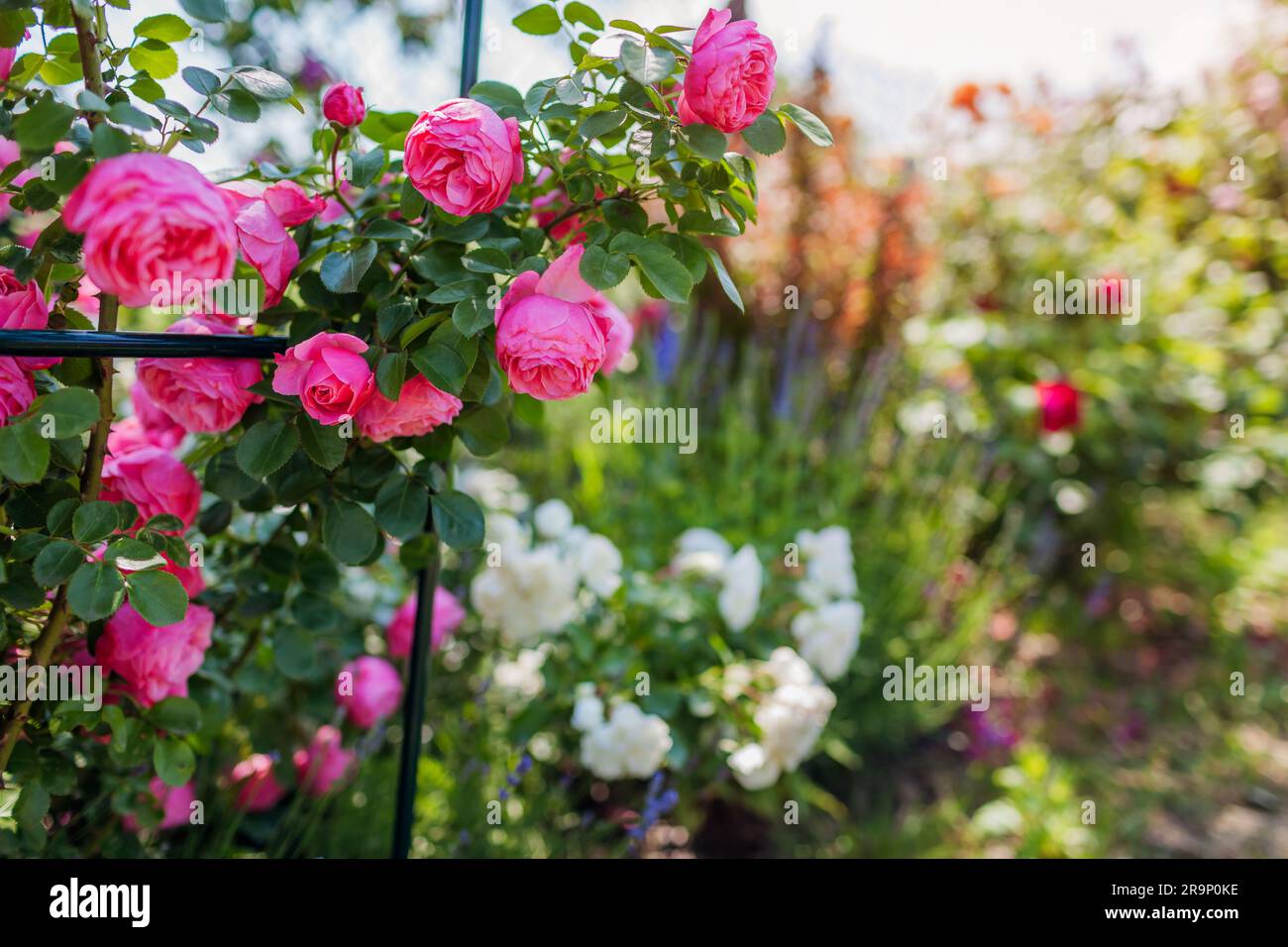 Nahaufnahme der rosafarbenen Leonardo da Vinci floribunda Rose, die im Sommergarten auf dem Bogen blüht. Blütenhaufen wachsen auf Spalier mit Lavendel Stockfoto