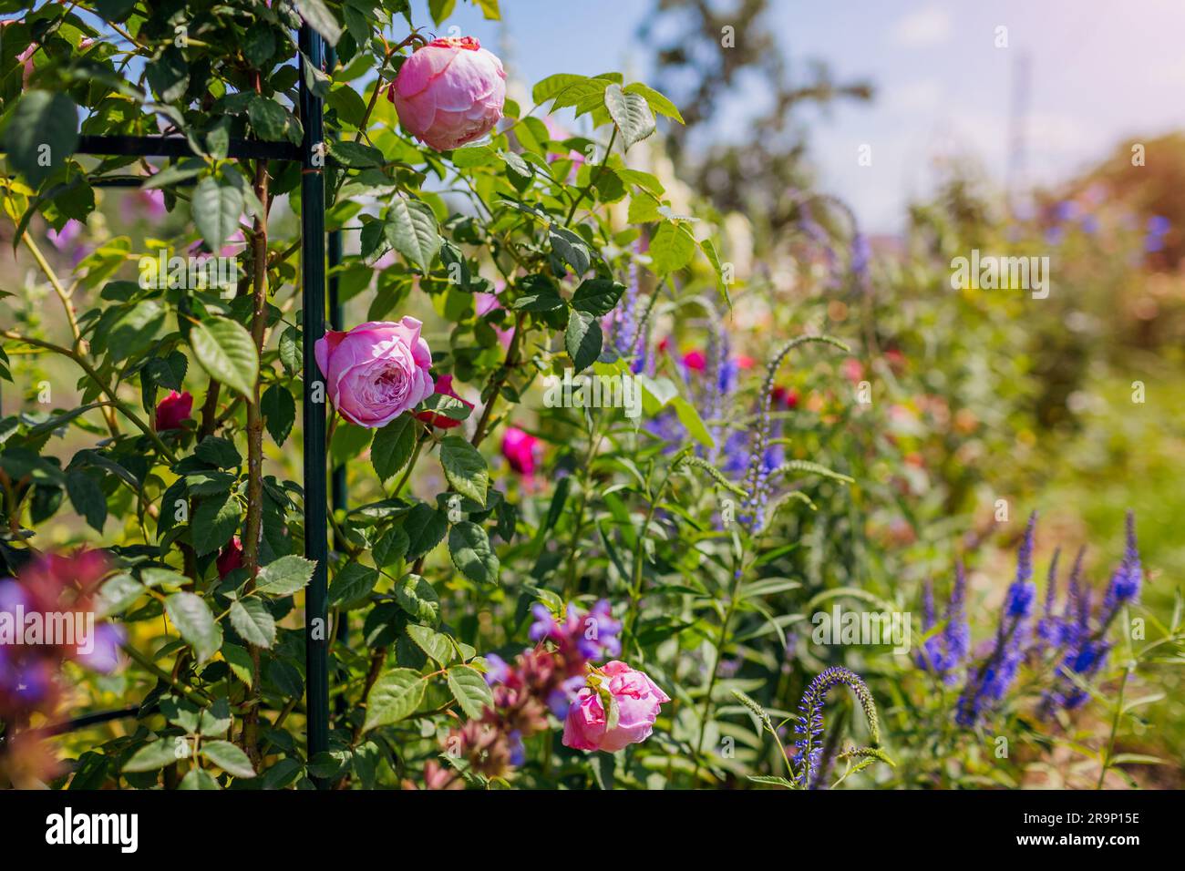 Der Geist der Freiheit blüht auf dem Obelisken im Sommergarten von Lavendel und veronika. Rosa Blumen auf englischem Kletterer, die auf Pergola wachsen Stockfoto