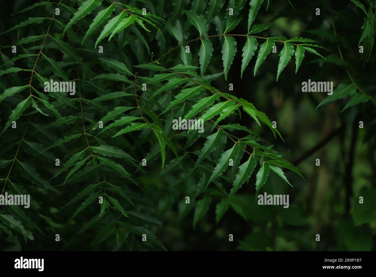 Medizinische ayurvedische azadirachta indica oder Neem Blätter und Blüten. Sehr mächtiger indischer Heilbaum. Stockfoto