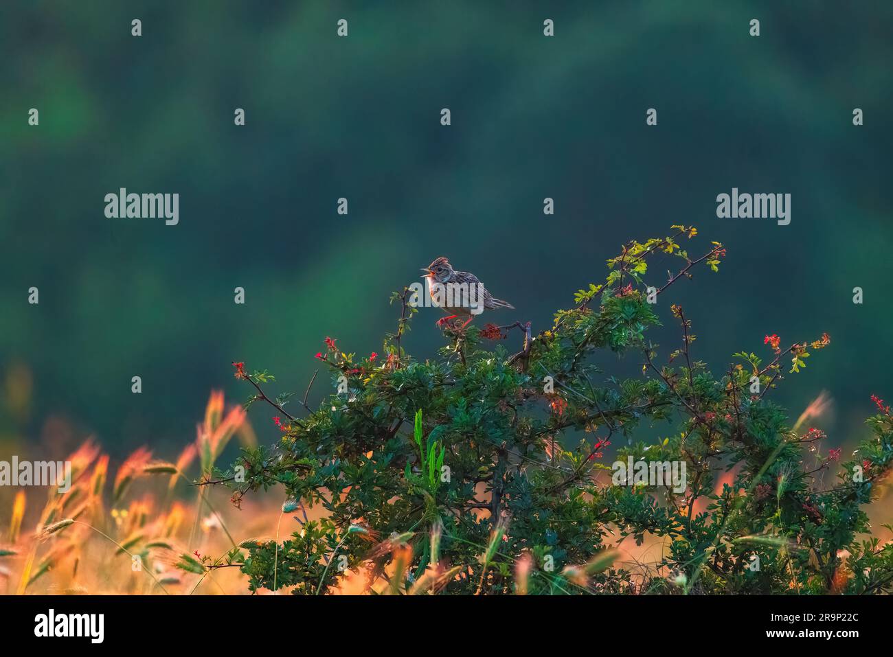 Skylark, hoch oben auf einem blühenden Ast, zwitschert in einem grünen Wald Stockfoto