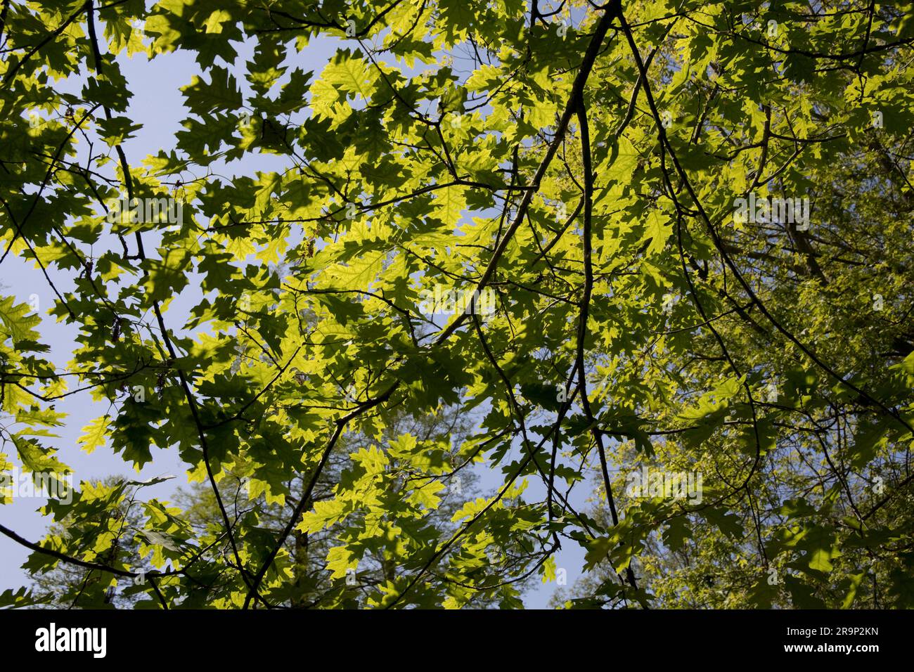 Wildfowl & Wetlands Trust; (WWT) Slimbridge; Großbritannien Stockfoto
