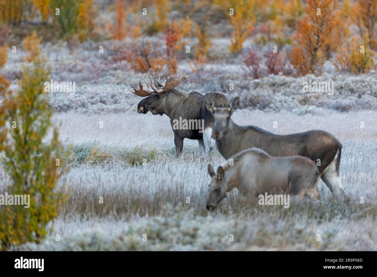 Europäischer Elch, Moose (Alces alces). Familie im Fulufjaellet-Nationalpark im Herbst. Schweden Stockfoto