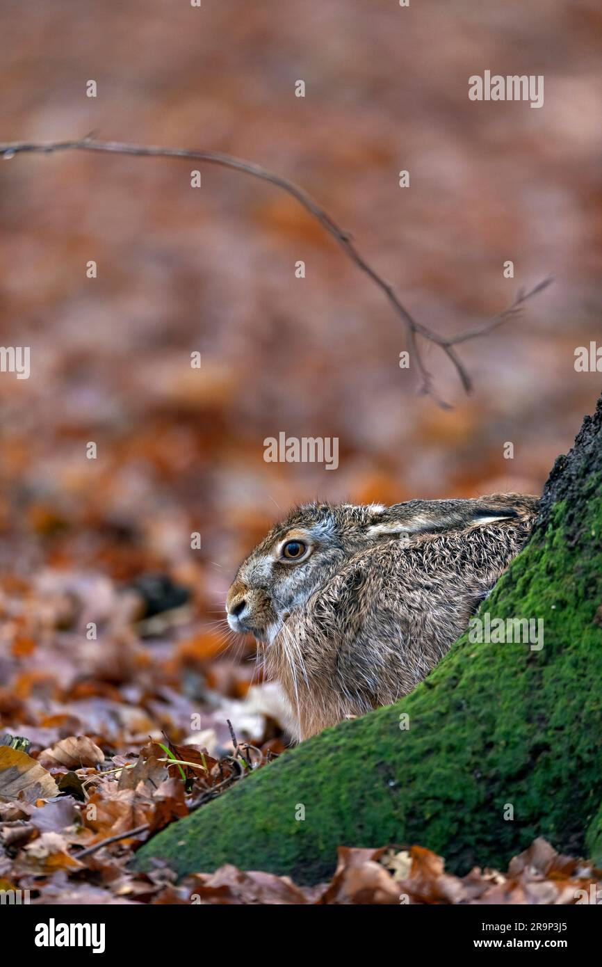 Europäischer Hase (Lepus europaeus). Ein Erwachsener, der sich in einer Form am Fuß einer Buche versteckt. Deutschland Stockfoto