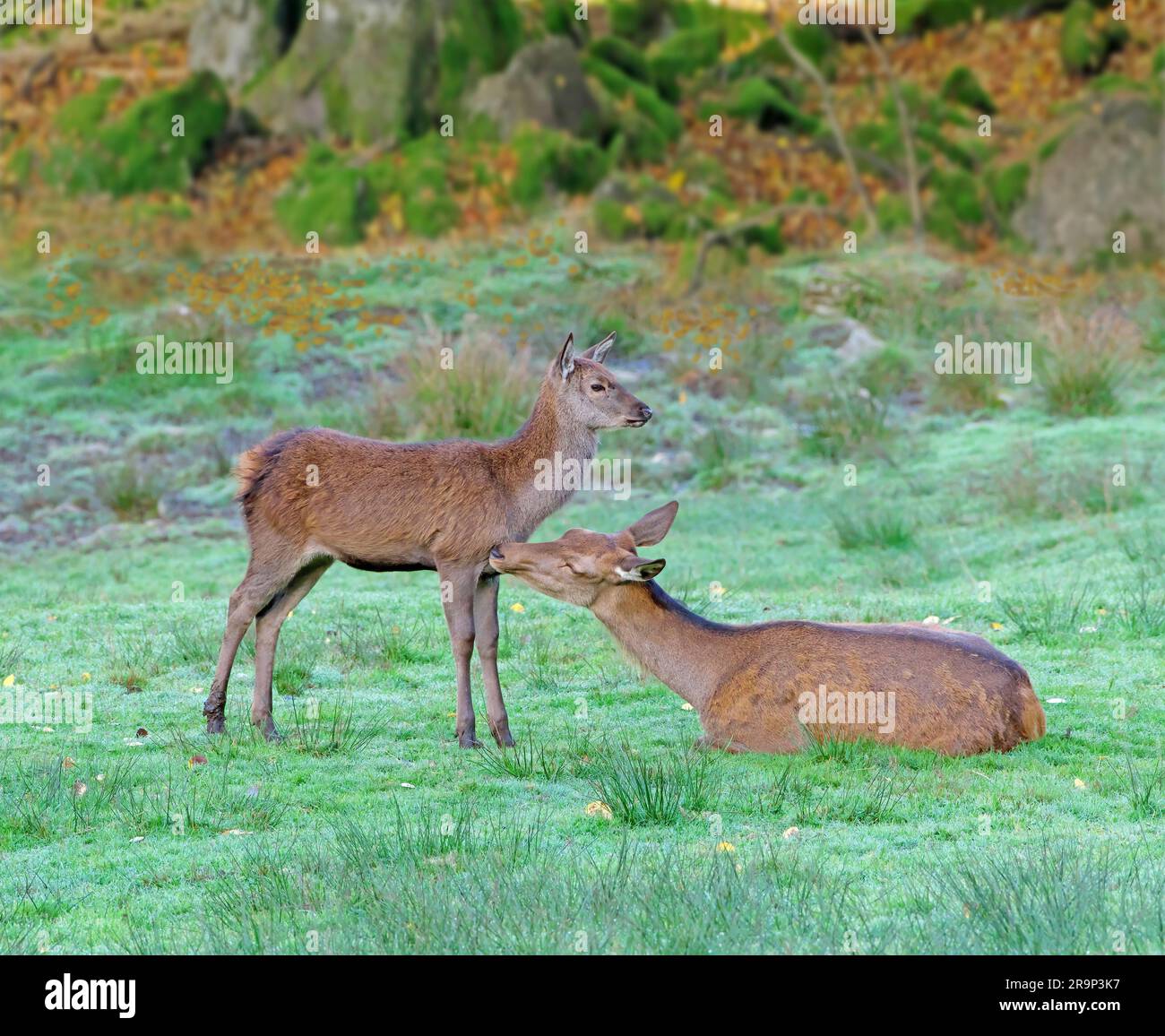 Rotwild (Cervus elaphus). Sie lag hinterher, während sie ihr Kalb auf einer Wiese pflegte. Deutschland Stockfoto