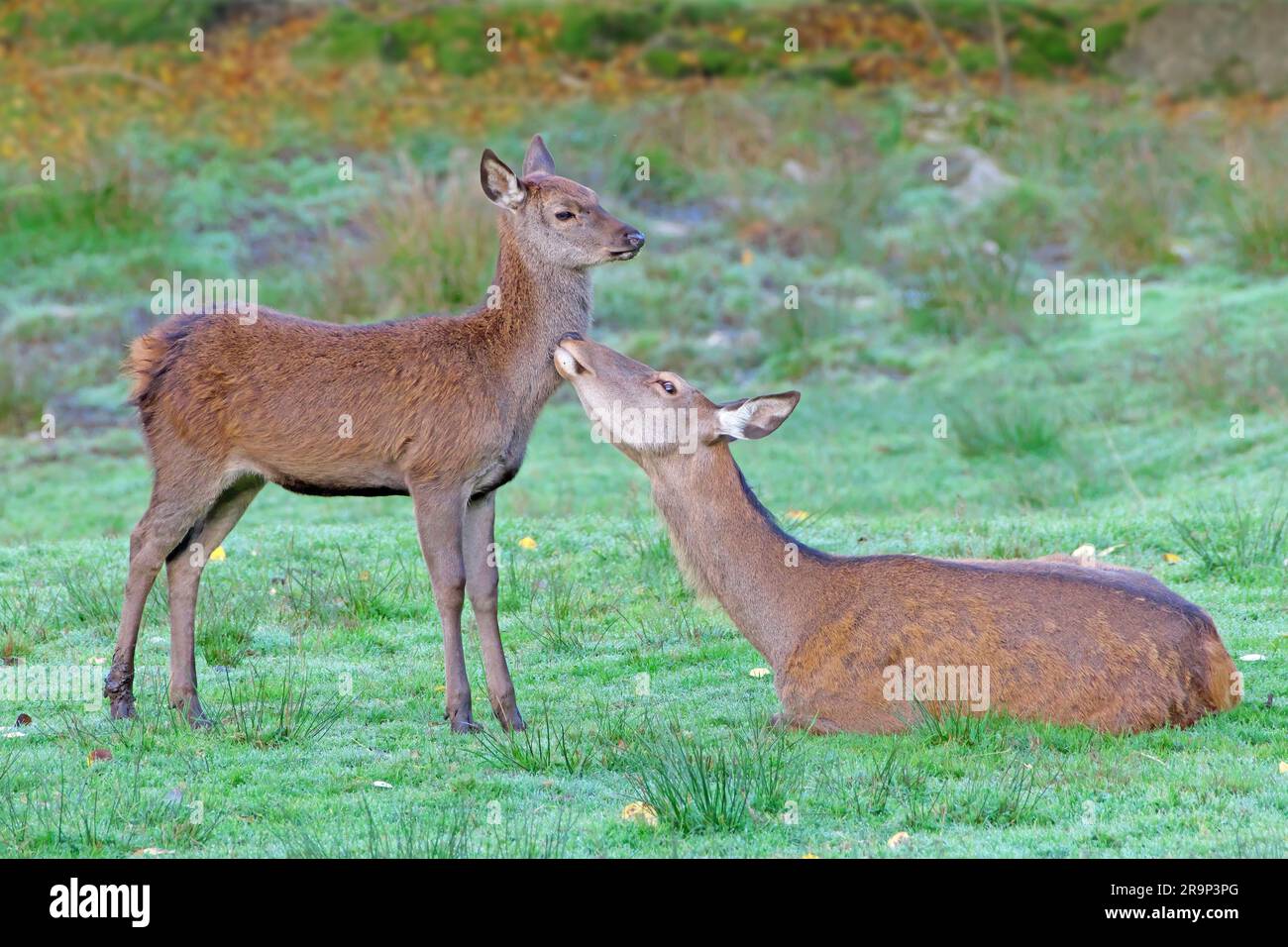 Rotwild (Cervus elaphus). Sie lag hinterher, während sie ihr Kalb auf einer Wiese pflegte. Deutschland Stockfoto