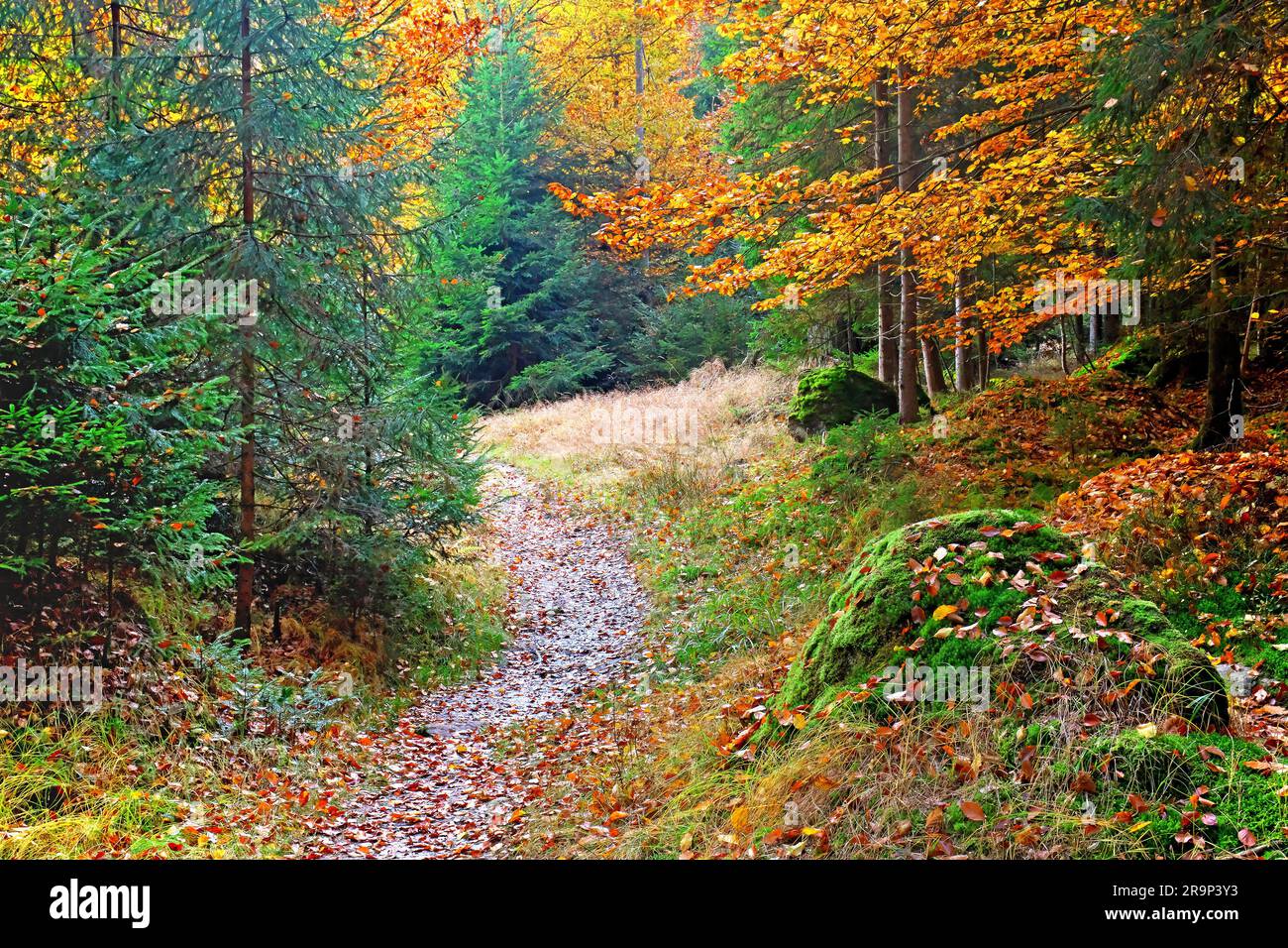 Wanderweg im Bayerischen Wald-Nationalpark. Gemischter Wald im Herbst mit Tannen, Fichten und Buchen. Bayern, Deutschland Stockfoto