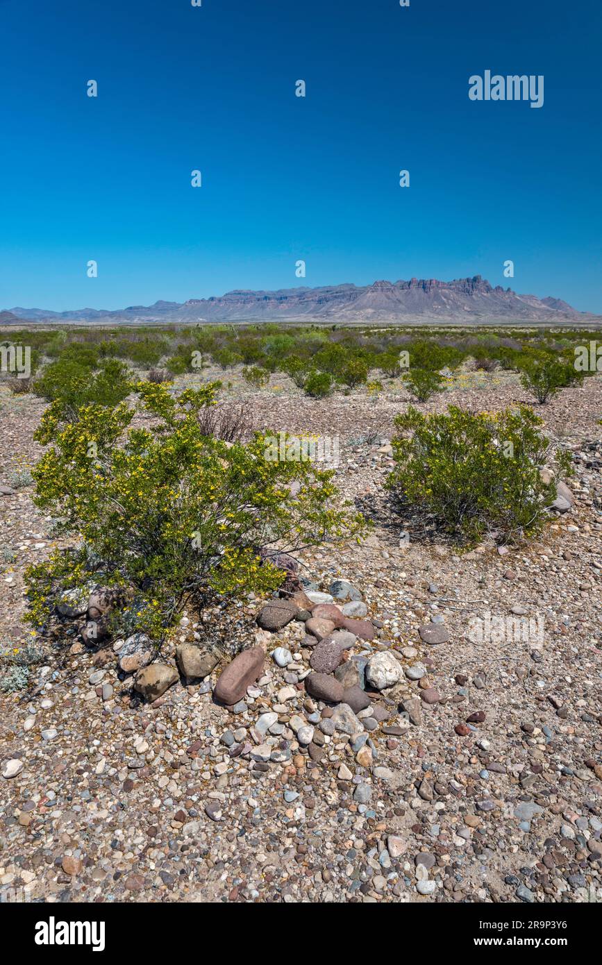 Blühender Kreosotenbusch über dem Grab: Johnson Ranch, River Road, Chisos Mountains in der Ferne, Chihuahuan Desert, Big Bend National Park, Texas, USA Stockfoto
