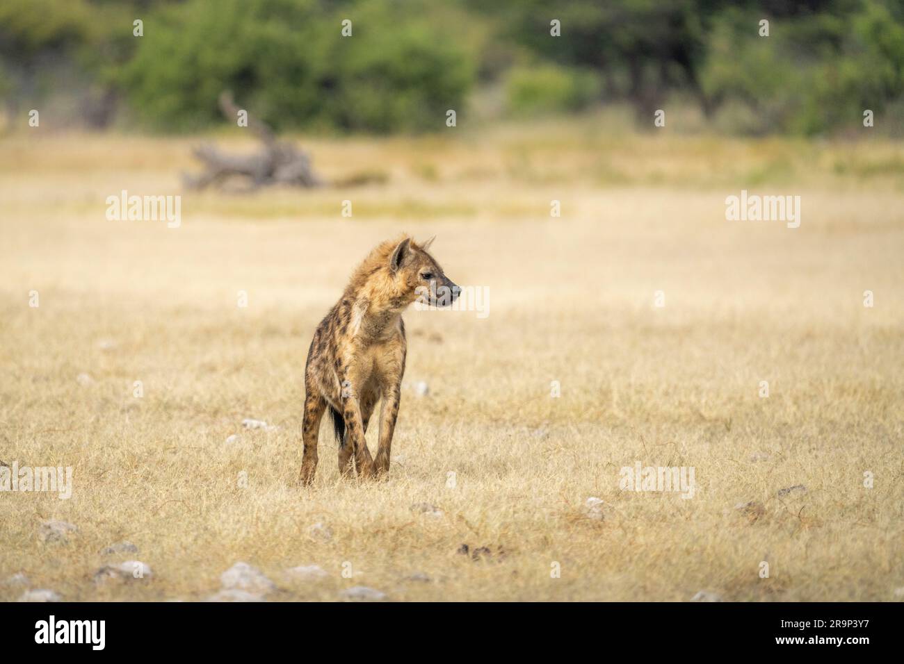 Die junge gefleckte Hyäne (Crocuta crocuta) wandert im natürlichen Lebensraum. Kalahari, Kgalagadi Transfrontier Park, Südafrika Stockfoto