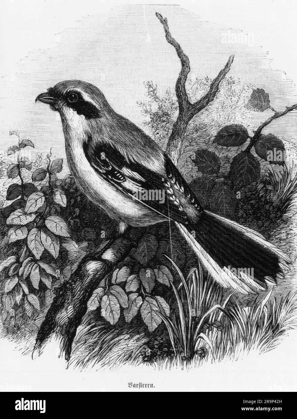 zoologie / Tiere, Vögel / Vögel, Stare (Sturnidae), Holzgravierung, circa 1870, ADDITIONAL-RIGHTS-CLEARANCE-INFO-NOT-AVAILABLE Stockfoto