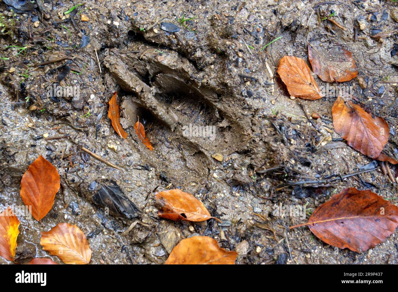 Rotwild (Cervus elaphus), Hufabdruck auf nassem Boden. Deutschland Stockfoto