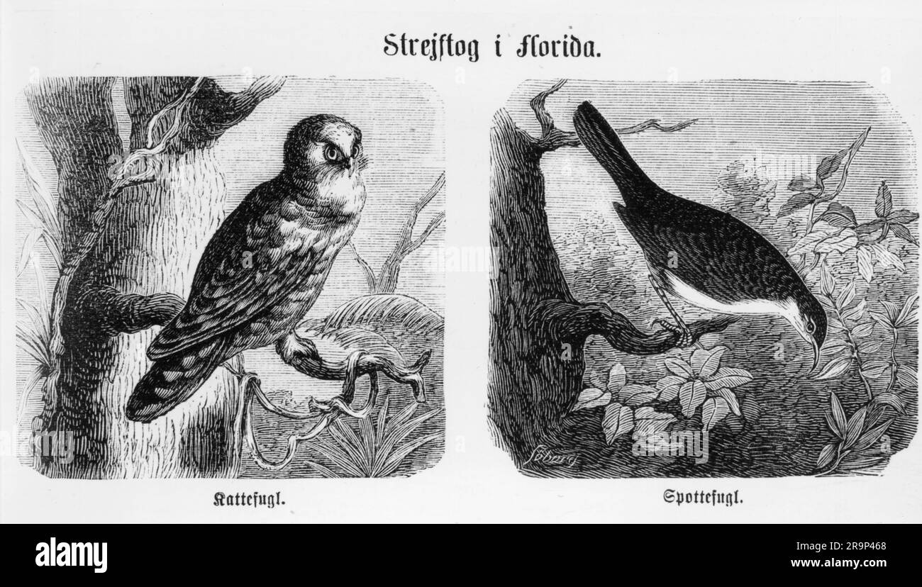 zoologie / Tiere, Vögel / Vögel, ZUSÄTZLICHE-RECHTE-FREIGABE-INFO-NICHT-VERFÜGBAR Stockfoto