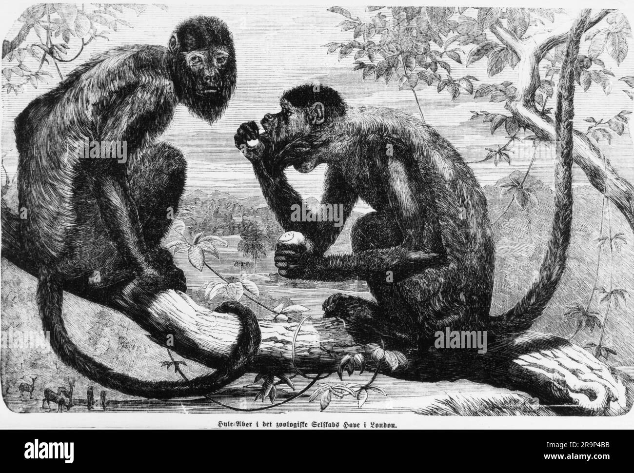 zoologie / Tiere, Affe, schwarzer Brüllaffe (Alouatta caraya), zoologischer Garten, London, ZUSÄTZLICHE-RECHTE-FREIGABE-INFO-NICHT-VERFÜGBAR Stockfoto