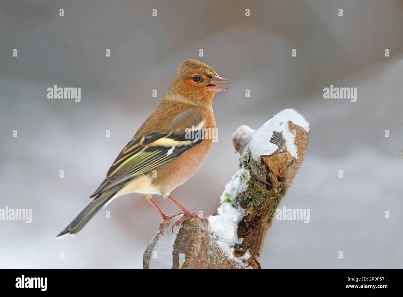 Schaffinch (Fringilla coelebs). Mann steht auf einem abgebrochenen Ast. Deutschland Stockfoto