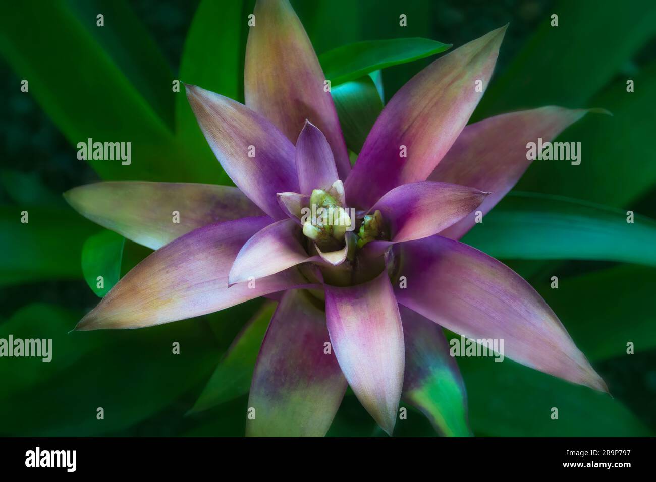 Nahaufnahme der Hybiskusblume, Hawaii Stockfoto