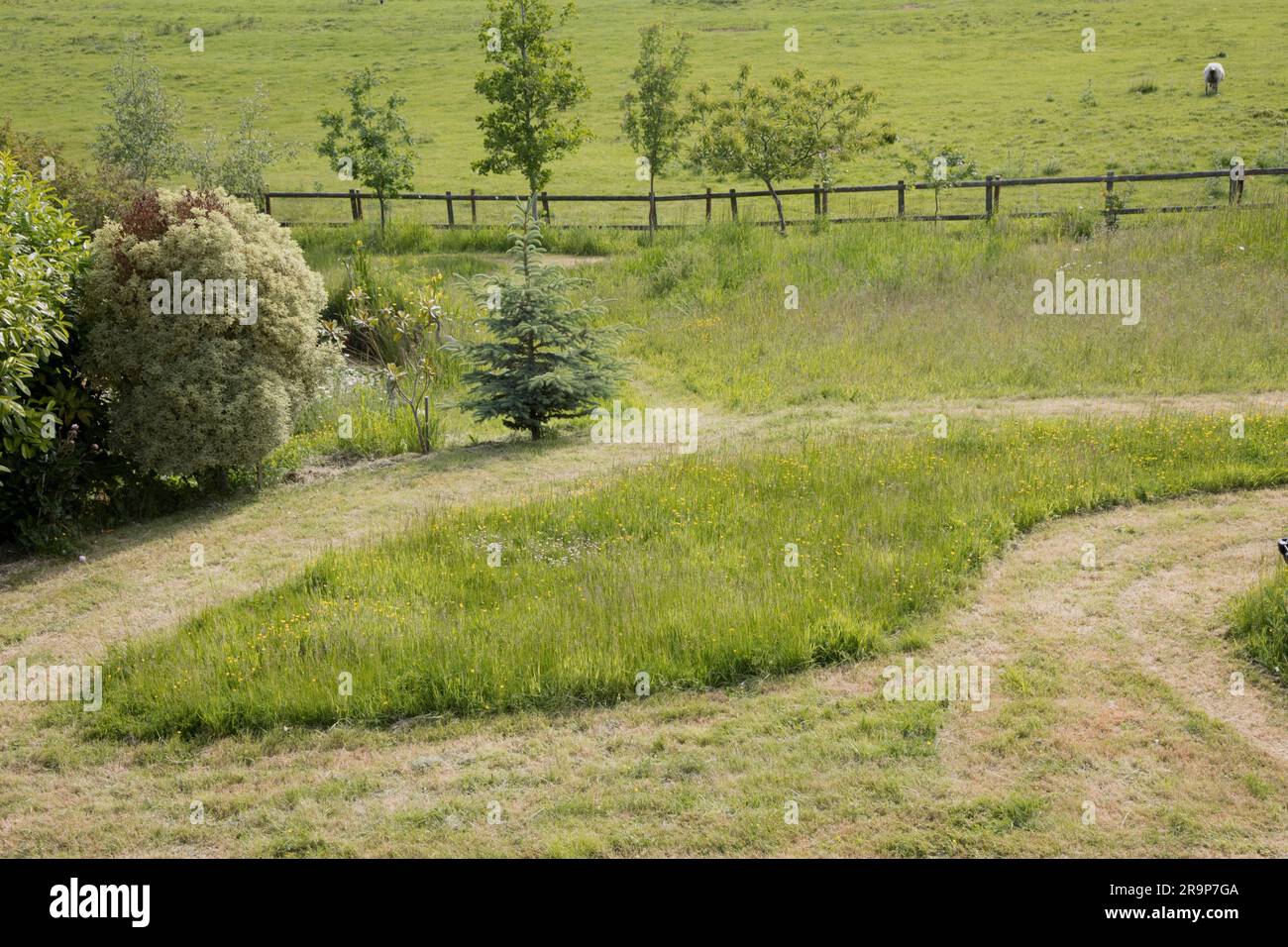 Ungemähtes Gras, das den eigenen Rasen im No-Mow-Modus im Mai 2023 aufwirbelt Stockfoto
