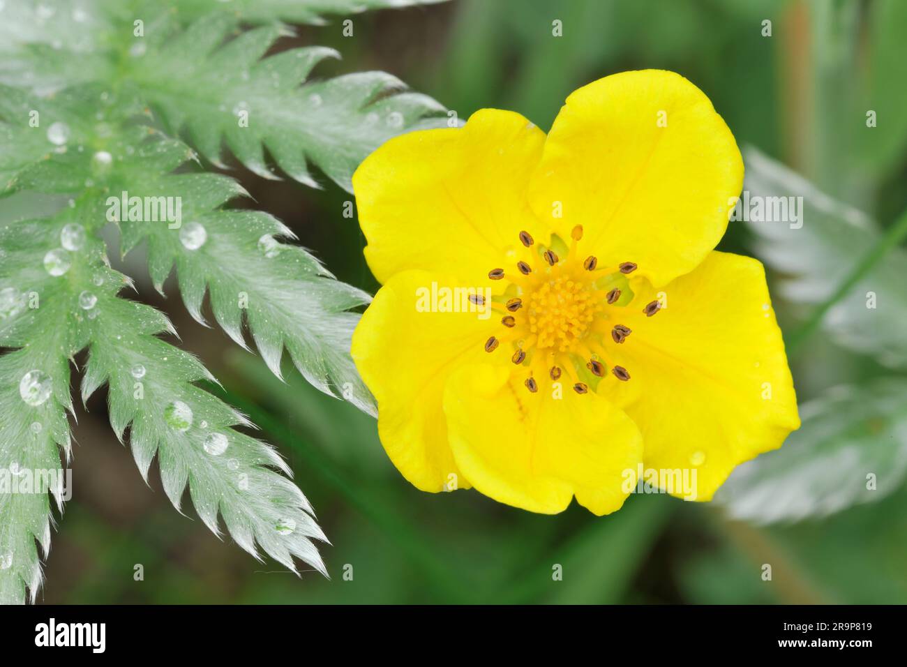 Silverweed (Potentilla anserina) Nahaufnahme der Blütenpflanze in Three Hagges Wood Meadow, North Yorkshire, England, Juni 2021 Stockfoto