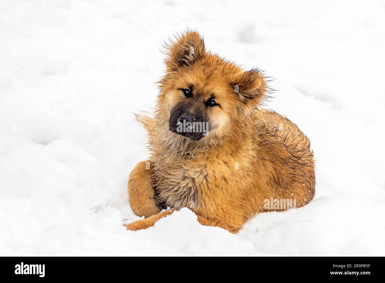 Eurasisch. Hündchen liegt im Schnee. Deutschland Stockfoto