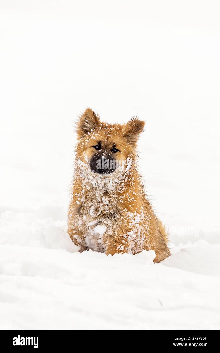 Eurasisch. Hündchen sitzt im Schnee. Deutschland Stockfoto