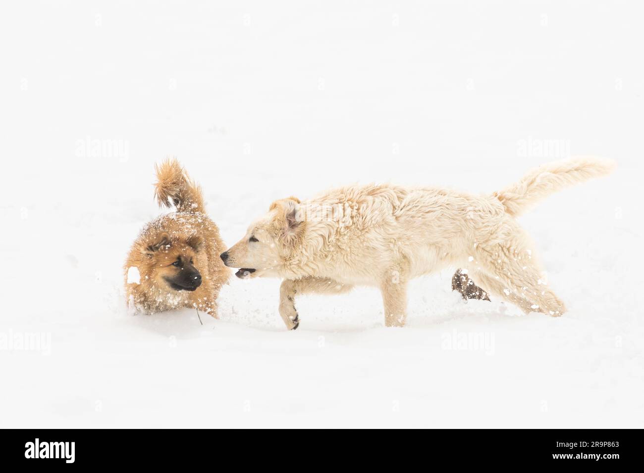 Eurasian und Kuvasz. Zwei Welpen, die im Schnee spielen. Deutschland Stockfoto