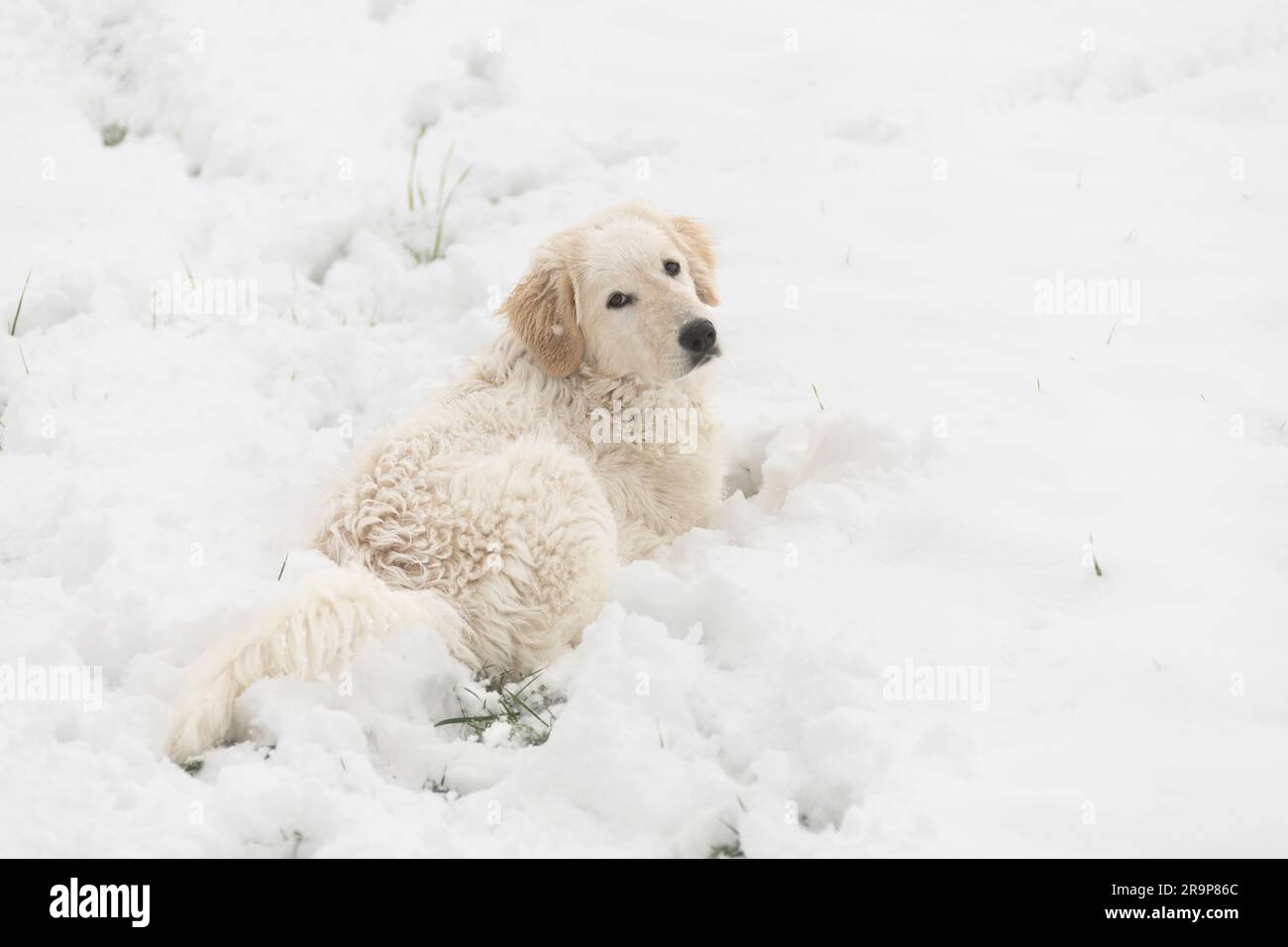 Kuvasz. Hündchen liegt im Schnee. Deutschland Stockfoto