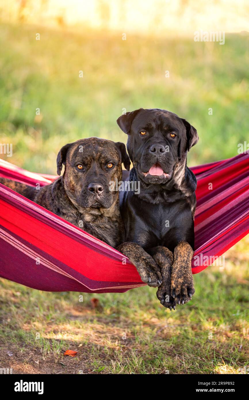 Molossus. Zwei Erwachsene Hunde, die in einer Hängematte lagen. Deutschland Stockfoto