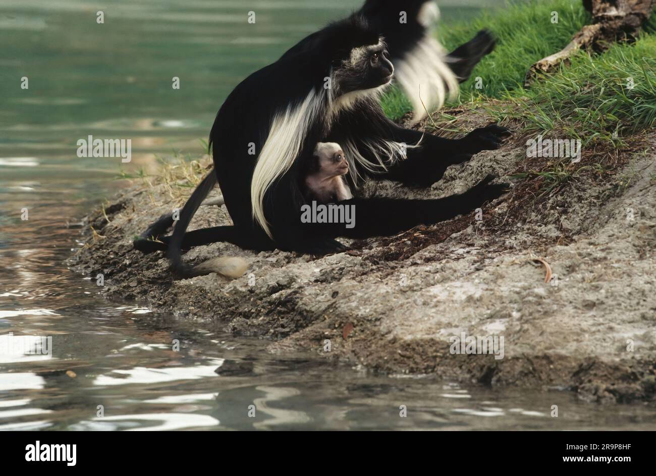 Der Angola colobus (Colobus angolensis), der angolanische schwarz-weiße Colobus oder der angolanische Colobus ist eine Primatenart des Affen der Alten Welt, die zur gehört Stockfoto