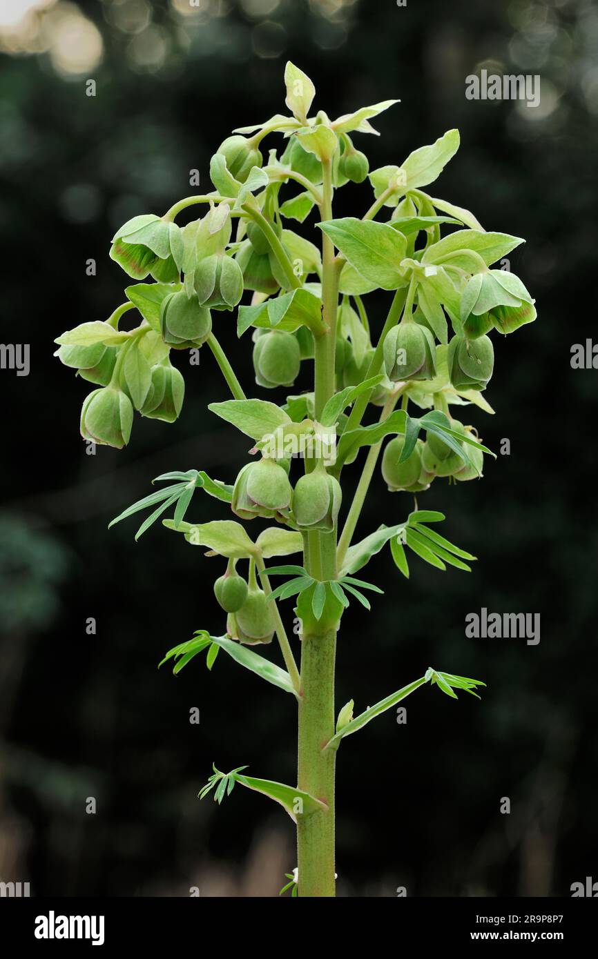 Blütenkopf der stinkenden Helleborus foetidus (Helleborus foetidus) aus einer einzigen Pflanze, die in Laubwäldern wächst, East Lothian, Schottland, März 2016 Stockfoto