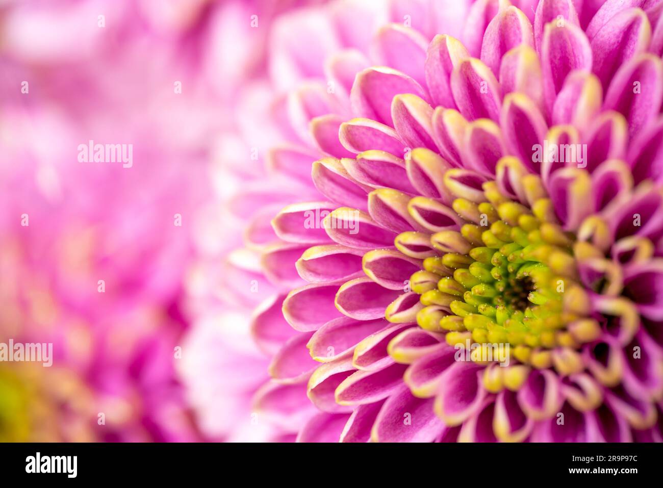 Nahaufnahme einer pinkfarbenen Dahlienblume, abstrakter Blumenhintergrund Stockfoto